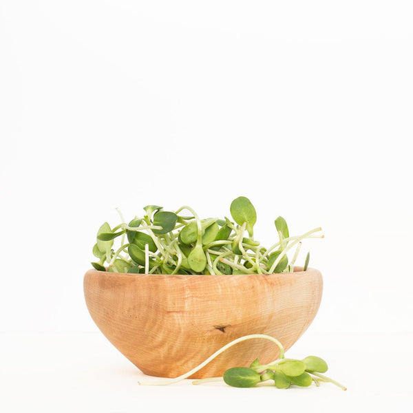 Organic Sunflower Sprouts